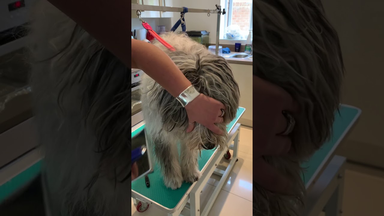 Bergamasco - 9/10 month coat care