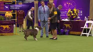 Bull Terriers (Colored) | Breed Judging 2024