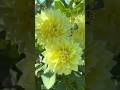 Beautiful garden flowers in the world roses #beautiful #nature #flowers #beatifulnature