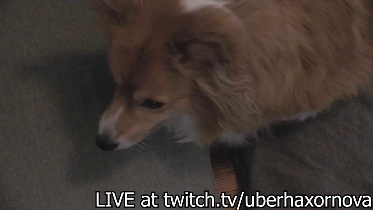 Vacuum - Dog video from UberHaxorNova.