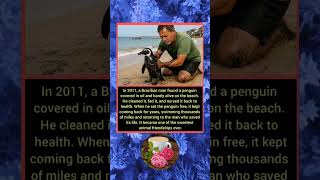 In 2011, a Brazilian man found a penguin covered in oil and barely alive on the beach.He cleaned it