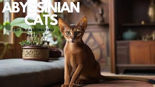 Abyssinian Cats: Top 10 Fascinating Facts