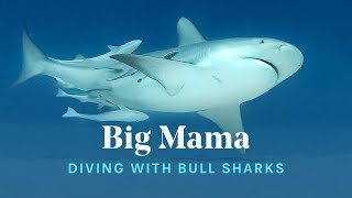 Scuba Diving With BIG BULL SHARK MAMAS 🦈 in Playa del Carmen, Mexico