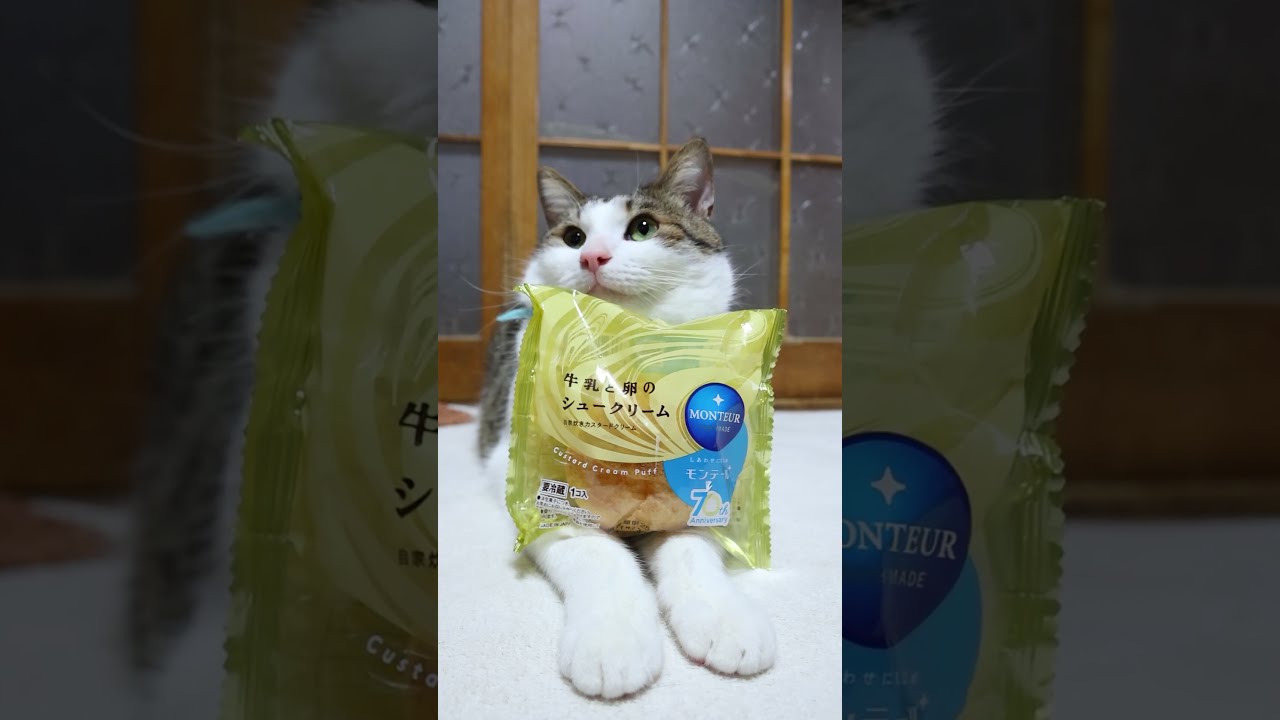 牛乳と卵のシュークリーム 250409 #のせ猫 #ねこ #cat #cute #猫