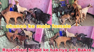 Chance ke Rajasthani breed ke kids male female hai available in Hyderabad 
