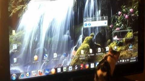 My Cat following the mouse cursor on my TV