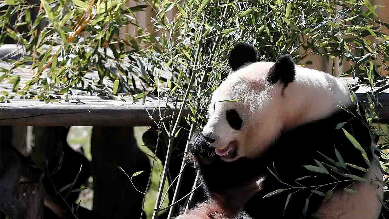Панды едят мясо. Мадридский зоопарк панды. Панды в российских зоопарках. Мясо панды. Панда в зоопарке России.