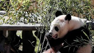 Opinion: The economics of pandas explained screenshot 4