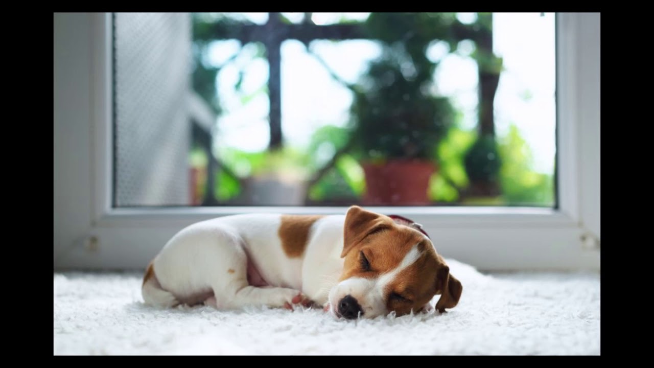 quantas horas um cachorro dorme por dia? filhotes e adultos e idosos YouTube quantas horas um cachorro dorme por dia? filhotes e adultos e idosos YouTube