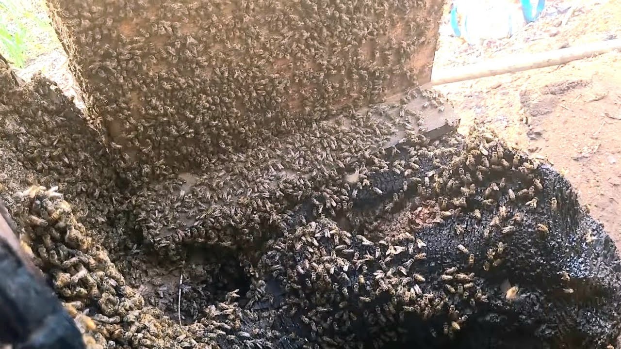 Captura MUITO DIFÍCIL/ Resgate DEU 20 Kg de MEL😱🐝