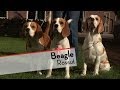Beagle - Bests of Breed