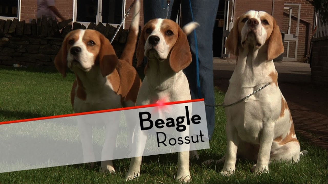Short Acres Beagles - Our Beagles