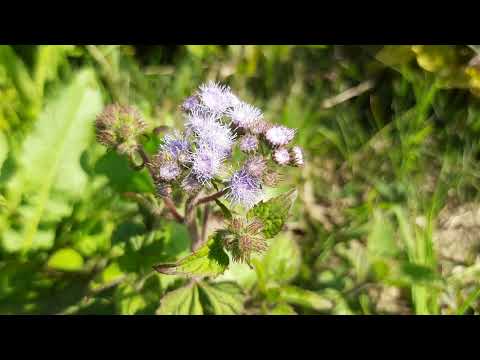 महकुआ का पौधा,Ageratum&rsquo;s Plant , कैसा होता है यह पौधा।अलग अलग रंगो का पौधा, नए नए जंगली पौधे