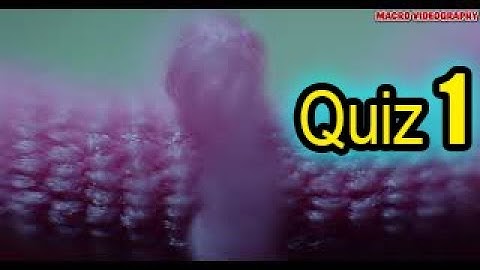 Macro Videography | Quiz 1