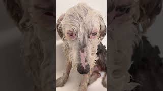 The look my sheep dog gives when I give him a bath. #OldEnglishSheepDog. #DogLoversClub
