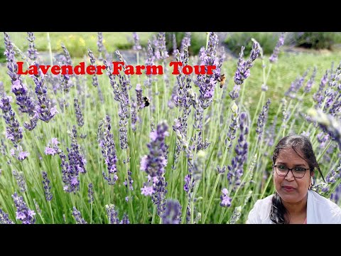 Lavender farm tour|| চলুন ঘুরে আসি ল্যাভেন্ডার ফুলের ফার্ম থেকে।। #banglavlog #lavenderfarm #আমেরিকা