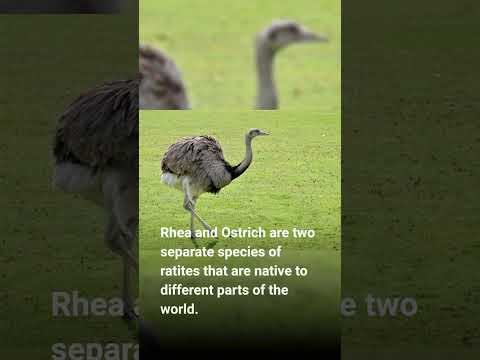 فيديو: هل النعامة و emu متماثلان؟