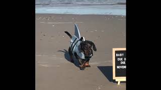 Baby Shark Pregnancy Announcement