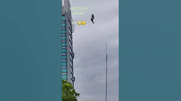 Птица застыла в воздухе.  Глюк реальности.