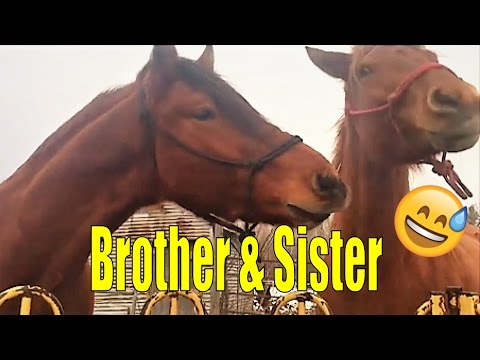 dressage arena Tomorrow meets Taffy - Horse Siblings - Reunited