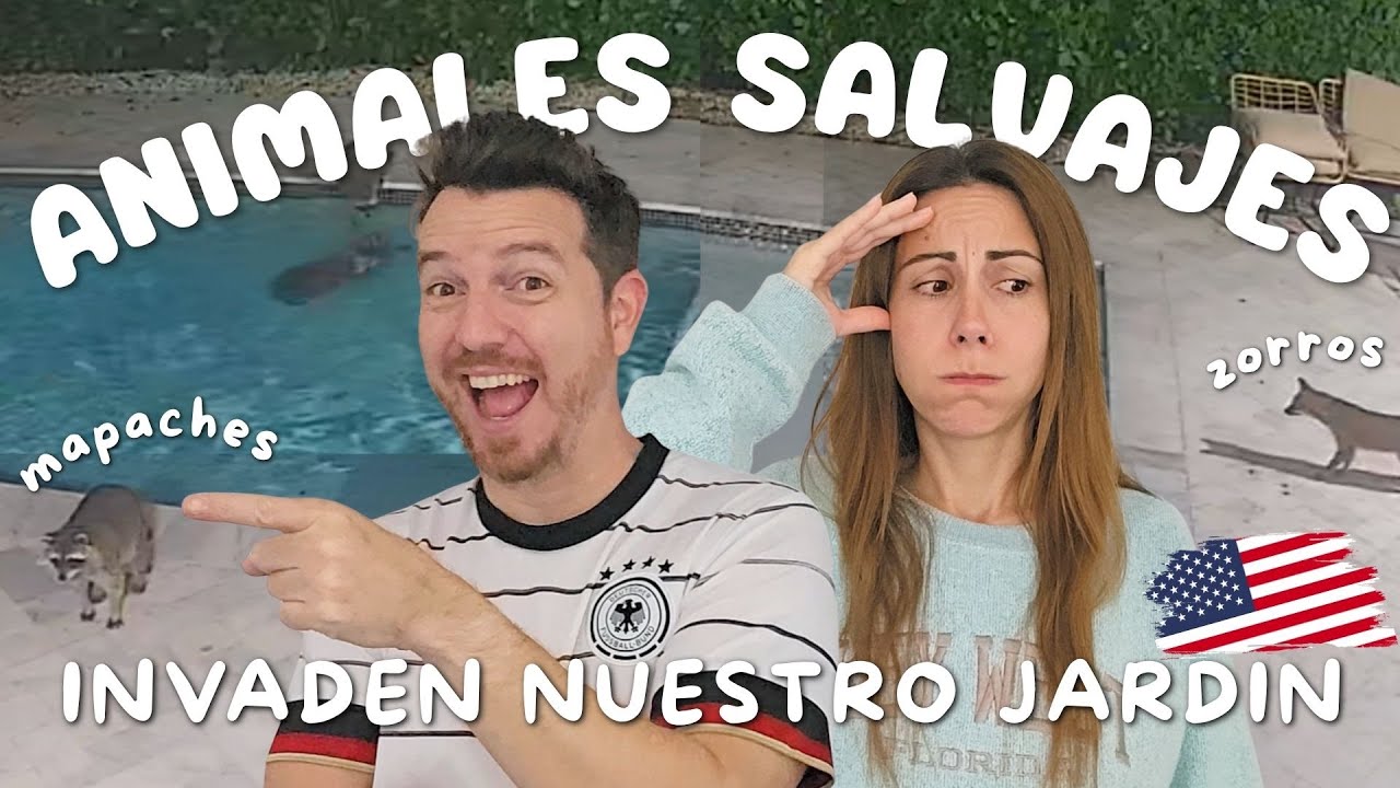 Los MAPACHES invaden mi jardín 😰 Lluvia de IGUANAS en Miami 🤯 🦎