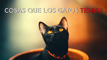 ¿Qué es lo que más teme un gato?