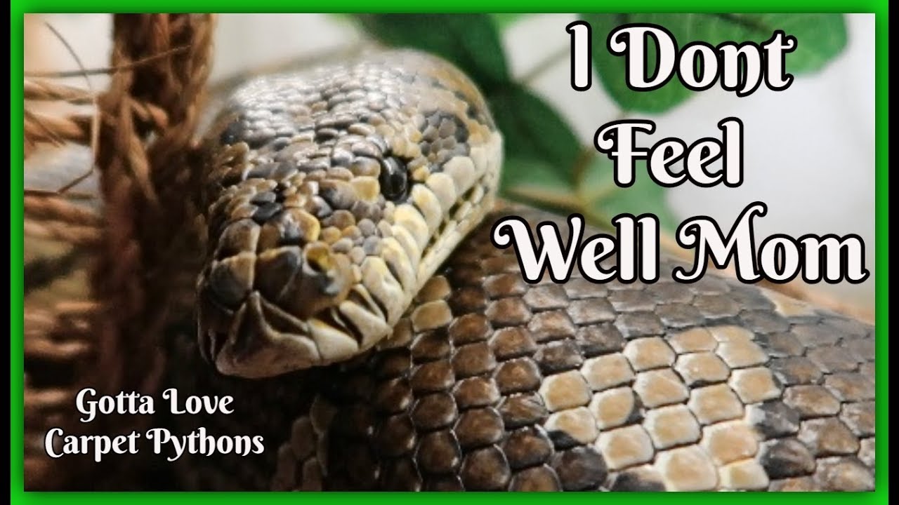 pet snakes and dogs What Is Going On For My Carpet Python Jack (sick snake)