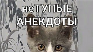 неТУПЫЕ АНЕКДОТЫ Чеек