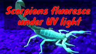 Scorpions fluoresce | under UV light | Animal world