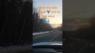 Tried To Get Friendly With Two Great Big Moose 🫎  #wildlife #moose #animals #youtube #shorts #fyp