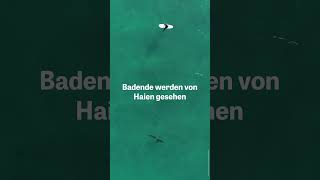 So Nah Kommen Uns Haie Beim Baden