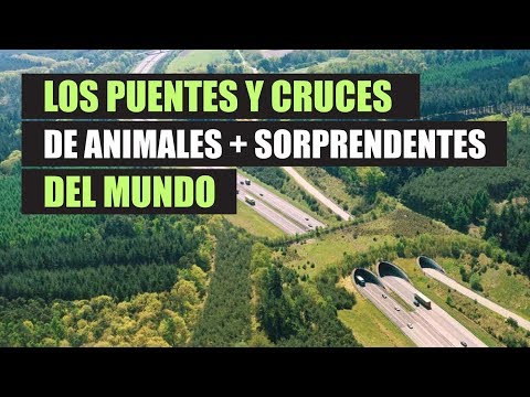 Vídeo: 6 De Los Pasos Superiores De Vida Silvestre Más Ingeniosos Del Mundo [PIC] - Matador Network