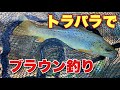 トラパラで、渓流ブラウントラウト釣り