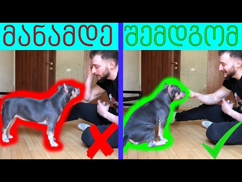 როგორ ვასწავლოთ ძაღლს დაჯდომა - წვრთნის დღე N1