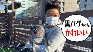 みやぞん、黒パグが歳をとると真っ白になる事を知る