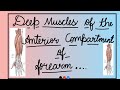 #ANATOMY - ANTERIOR COMPARTMENT OF FOREARM DEEP MUSCLE IN HINDI