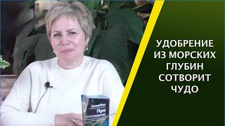 КАК ПРАВИЛЬНО ИСПОЛЬЗОВАТЬ МУКУ ИЗ МОРСКИХ ВОДОРОСЛЕЙ!