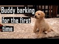 Labrador Puppy Barking for the First Time | Compilation (Super Cute Video)