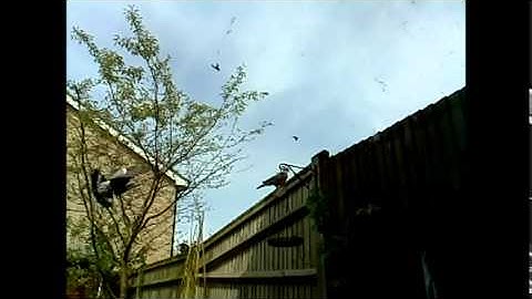 Raspberry Pi Camera at 90 fps