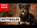 Rottweiler - Top 10 Facts の動画、YouTube動画。