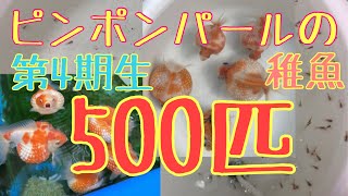 【さすがに多すぎ！】ピンポンパールの稚魚たちが我が家を占拠！500匹もの大軍勢が到来！【ヤフオクで買った金魚】