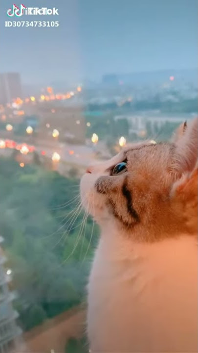 Video Pendek Kucing Kesepian