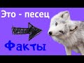 Это песец )) Интересные факты о полярной лисе