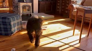 Lily trying to get Skipper's Attention                              #goldendoodle #puppies #cutedogs by High Tide Goldendoodles 38 views 1 year ago 1 minute, 27 seconds