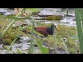 Northern Jacana | Jacana spinosa