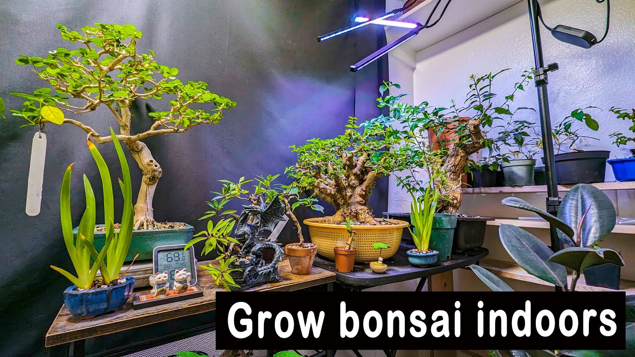 Title: Breathe Life Into Your Home with Indoor Bonsai Trees, bonsai