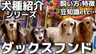 ダックスフンドの魅力や飼い方についてご紹介【#54】犬種紹介シリーズ