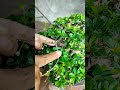 Branch Wiring, Bonsai Hokiantie‼️#bonsai #bonsaitree #asmr #garden #gardening #caraperawatanbonsai