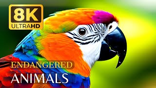 Endangered Animals 8K Ultra HD