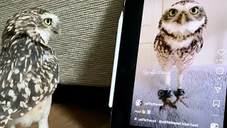 Cute and curious: burrowing owl hoots at his own video🦉